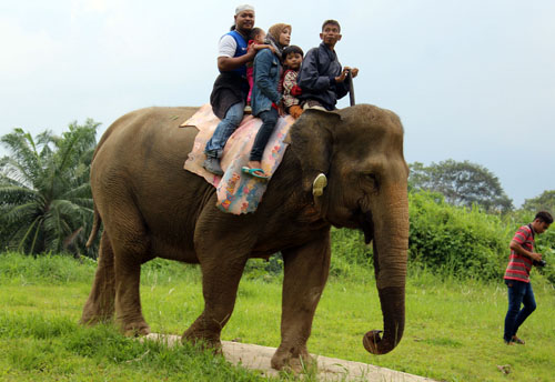 Another Cruelest Animal Attraction (Elephant Riding) Continues in Medan (February 12, 2016)